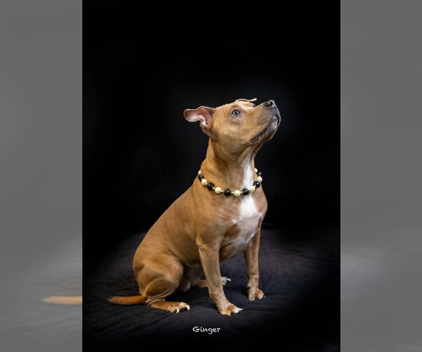Medium Photo #1 Chihuahua-Unknown Mix Puppy For Sale in Hot Springs Village, AR, USA