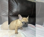 Small Photo #24 French Bulldog Puppy For Sale in CHESAPEAKE, VA, USA