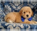 Small Photo #5 Poochon Puppy For Sale in LANCASTER, PA, USA