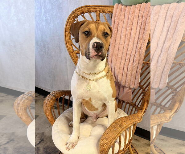 Medium Photo #2 American Pit Bull Terrier-Unknown Mix Puppy For Sale in Germantown, OH, USA