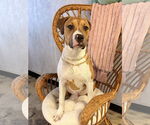 Small #1 American Pit Bull Terrier Mix