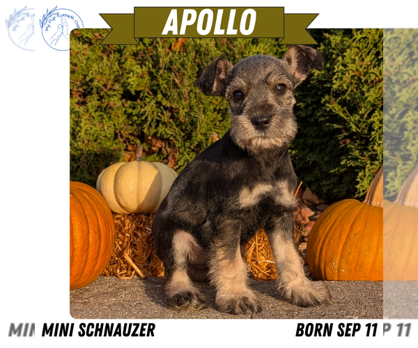 Medium Photo #41 Schnauzer (Miniature) Puppy For Sale in GOSHEN, IN, USA