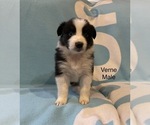 Small Photo #2 Australian Shepherd Puppy For Sale in EXETER, MO, USA