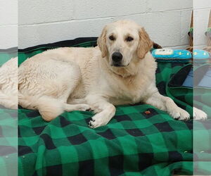 Golden Retriever Dogs for adoption in York, SC, USA