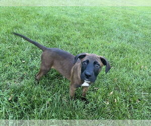 Labrador Retriever-Unknown Mix Dogs for adoption in Stephens City, VA, USA