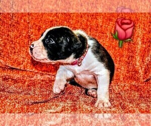 Medium Presa Canario