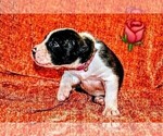 Puppy Ms Rose Presa Canario