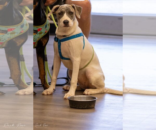 Medium Photo #4 American Bulldog-Whippet Mix Puppy For Sale in Milner, GA, USA