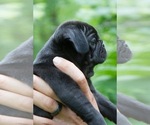 Small #3 Pug