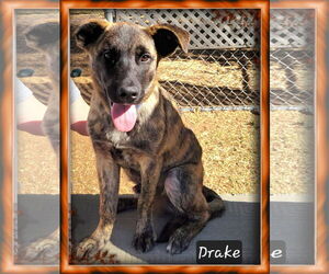 German Shepherd Dog-Unknown Mix Dogs for adoption in Granbury, TX, USA