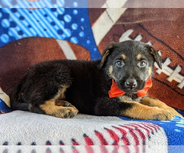 Medium Photo #5 German Shepherd Dog Puppy For Sale in LINCOLN UNIV, PA, USA