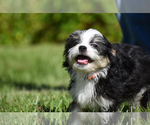 Small #3 Auss-Tzu