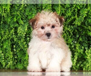 Havanese Puppy for sale in MOUNT VERNON, OH, USA