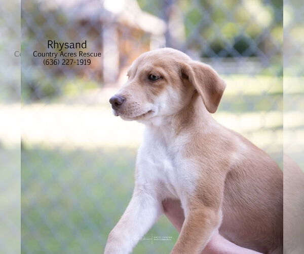 Medium Photo #2 Australian Shepherd-Beagle Mix Puppy For Sale in Manchester, MO, USA