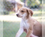 Small #1 Australian Shepherd-Beagle Mix