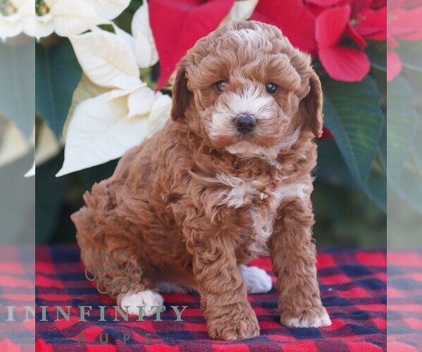 Medium Photo #2 Poodle (Miniature) Puppy For Sale in LEOLA, PA, USA