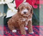 Small #1 Poodle (Miniature)