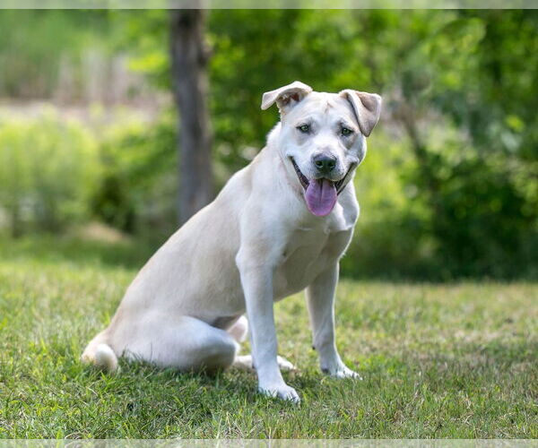 Medium Photo #3 Labrador Retriever-Unknown Mix Puppy For Sale in Farmington, MN, USA