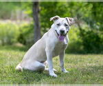 Small #2 Labrador Retriever Mix