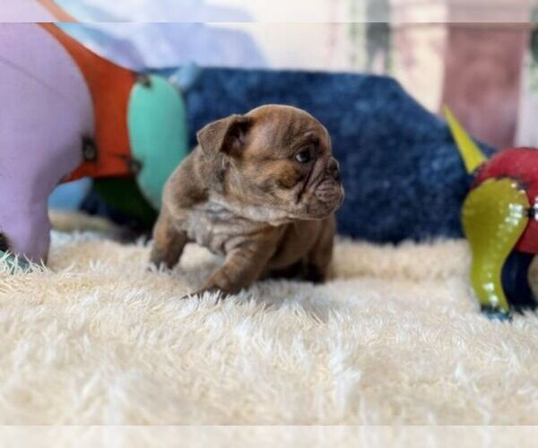 Medium Photo #3 English Bulldog Puppy For Sale in OOLOGAH, OK, USA