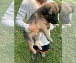 Small #3 Dutch Shepherd Dog