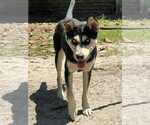 Small #1 Siberian Husky Mix