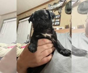 Pug Puppy for sale in JENNINGS, LA, USA