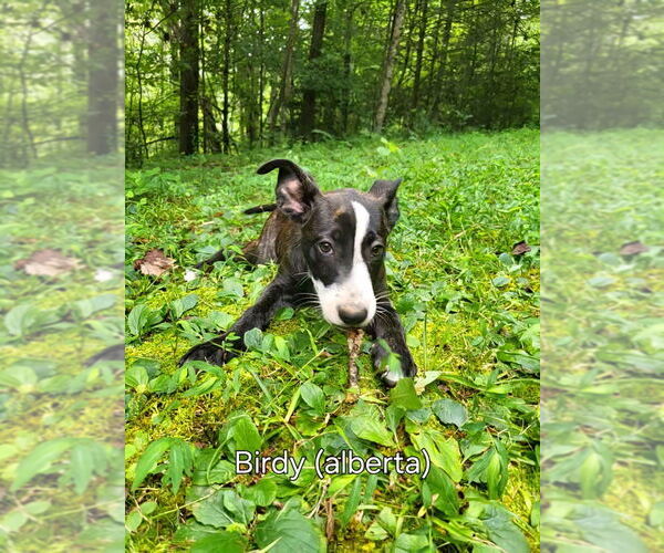 Medium Photo #3 Mutt Puppy For Sale in Ellijay, GA, USA