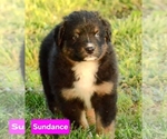 Puppy Sundance Australian Shepherd