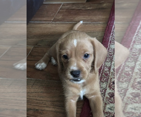 Medium Photo #1 Poogle Puppy For Sale in CLERMONT, FL, USA