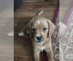 Puppy Puppy 7 Poogle