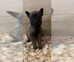 Small Photo #2 Belgian Malinois Puppy For Sale in PALMHURST, TX, USA