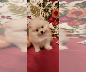 Pomeranian Puppy for sale in PEMBROKE, GA, USA