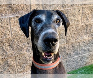 Great Dane-Unknown Mix Dogs for adoption in Moreno Valley, CA, USA