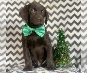 Labrador Retriever Puppy for sale in CEDAR LANE, PA, USA