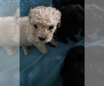 Small Photo #13 Poodle (Toy) Puppy For Sale in MURFREESBORO, TN, USA