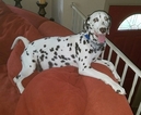 Small Photo #1 Dalmatian Puppy For Sale in BEECH GROVE, IN, USA