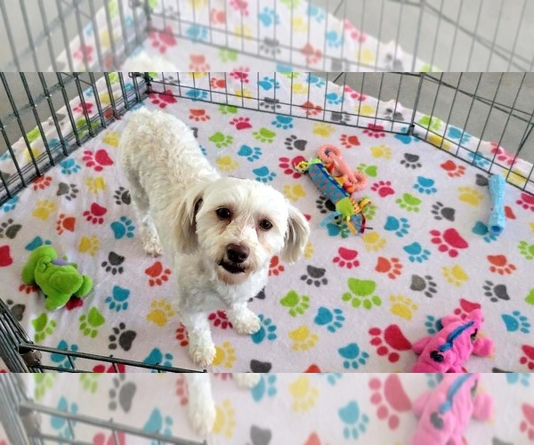 Medium Photo #10 Havanese Puppy For Sale in ORO VALLEY, AZ, USA