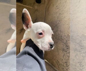 Mutt Dogs for adoption in Oklahoma City, OK, USA