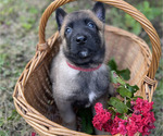 Small #14 Belgian Malinois