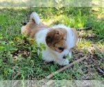 Small #2 Zuchon