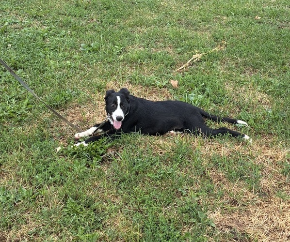 Medium Photo #5 Bordernese Puppy For Sale in CHETEK, WI, USA