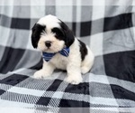 Small #9 Zuchon