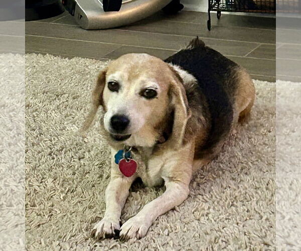 Medium Photo #2 Beagle Puppy For Sale in Tampa, FL, USA
