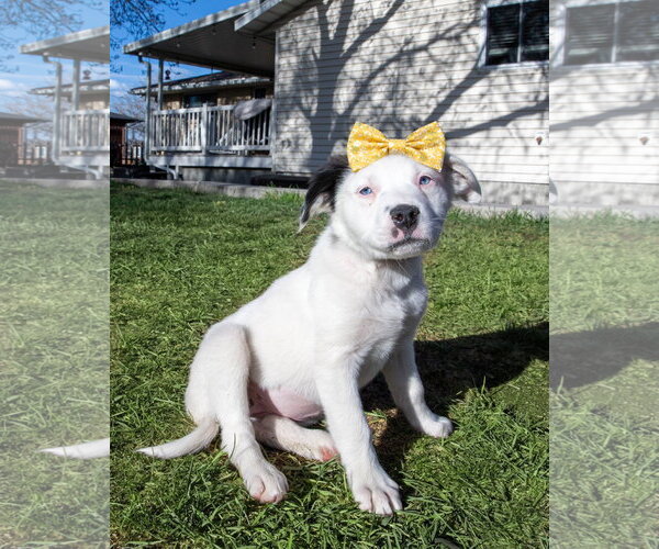 Medium Photo #2 Borador Puppy For Sale in Sandy, UT, USA