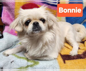 Pekingese Dogs for adoption in Smithfield, PA, USA