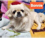 Small Pekingese