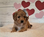 Small #2 Cavapoo (Miniature)