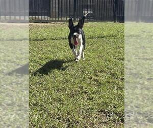 Mutt Dogs for adoption in Riverside, CA, USA