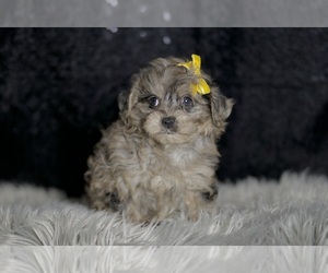 YorkiePoo Puppy for sale in WARSAW, IN, USA